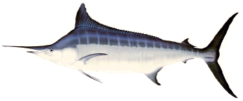 Bahamas fishing - catch a Blue Marlin